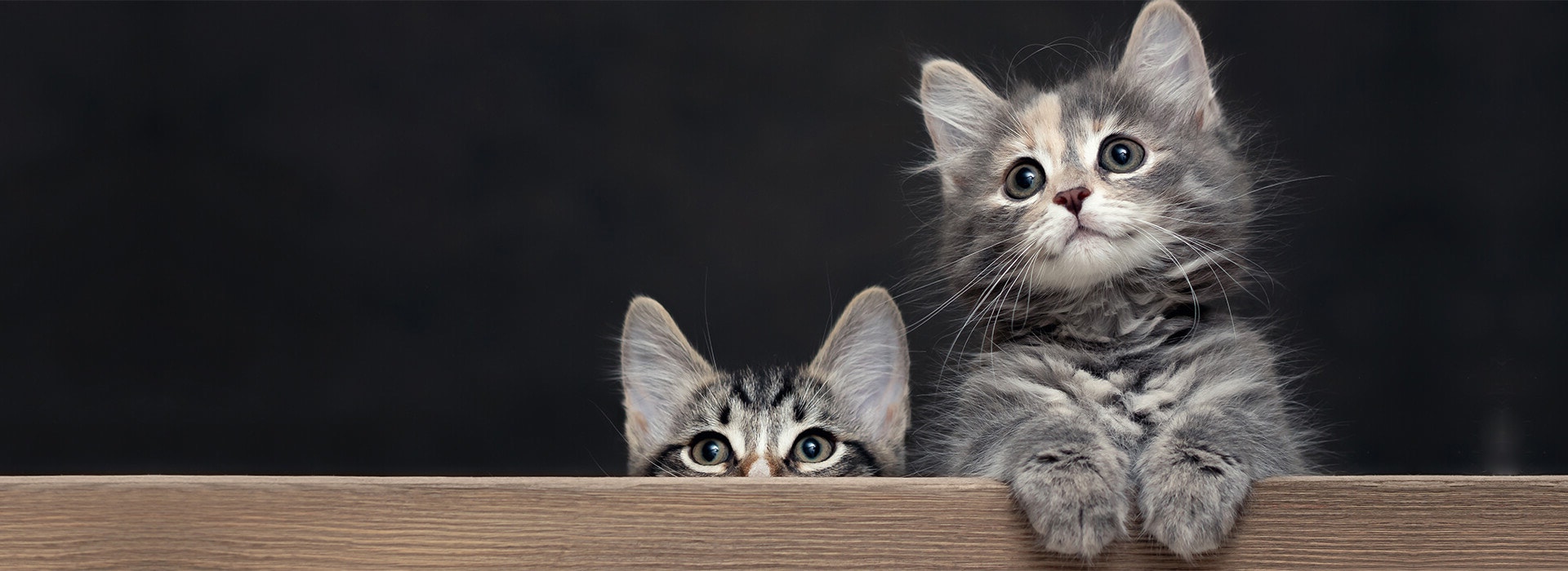 Accueillir un chaton