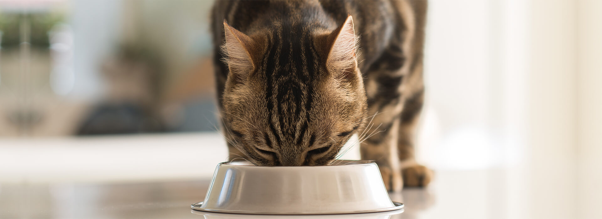 Alimentation whiskas