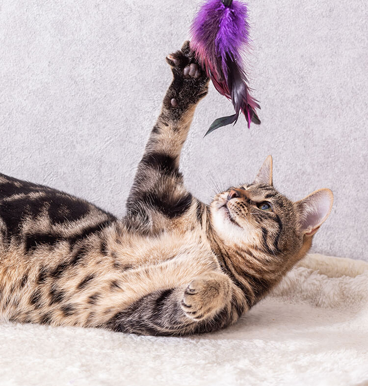 Socialisation et jeu