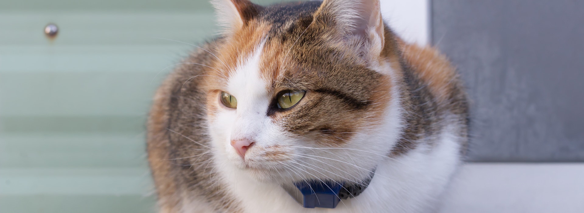 geolocalisation-chat-puce-electronique-ou-transpondeur.jpg