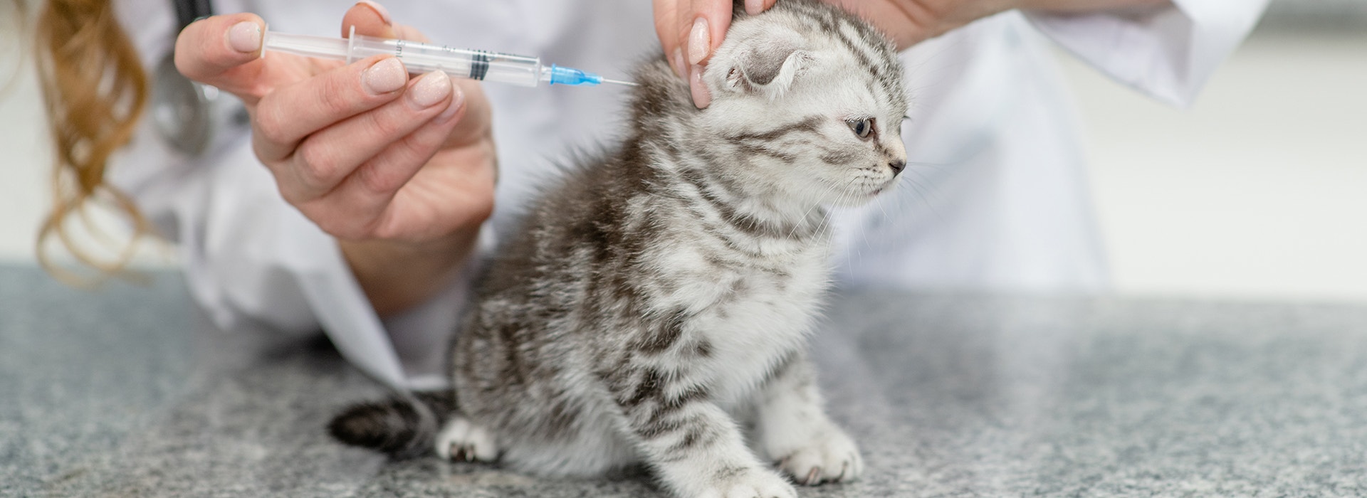 vaccins-et-vermifuge-pour-Chaton.jpg