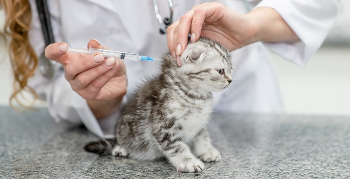 vaccins-et-vermifuge-pour-Chaton.jpg