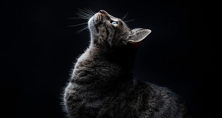 Profil latéral d'un chat tigré regardant vers le haut, sur un fond sombre.