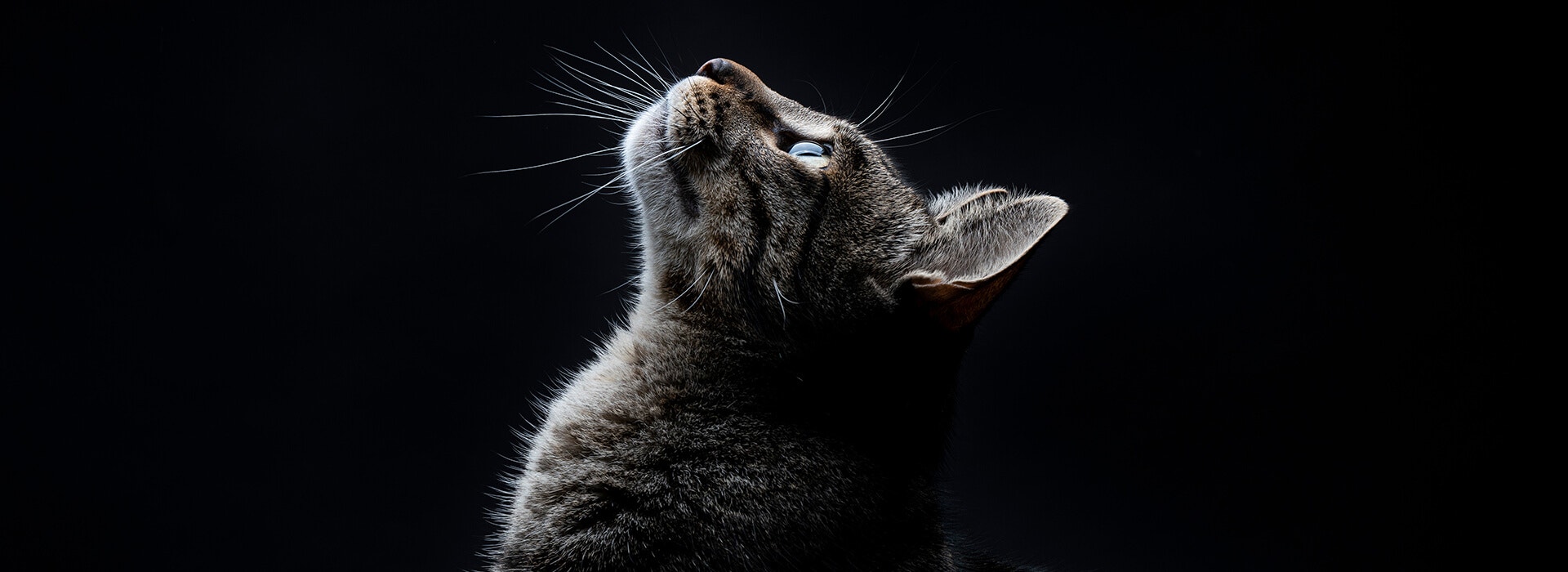 Profil latéral d'un chat tigré regardant vers le haut, sur un fond sombre.