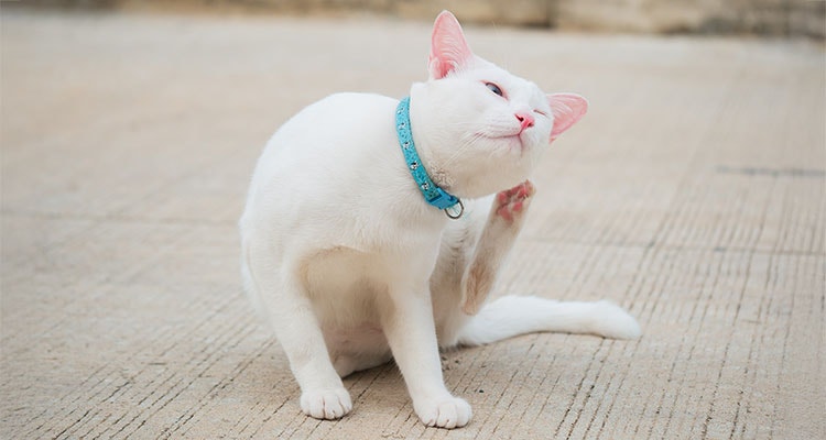 white cat scratching its ear