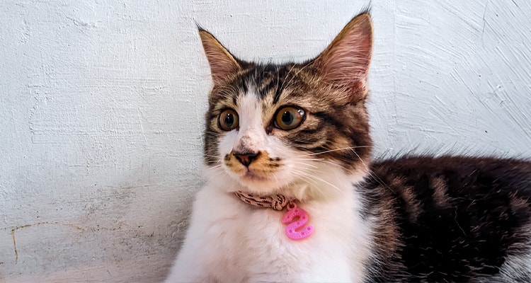 Mon chat ne miaule plus : raisons et solutions pour comprendre ce comportement