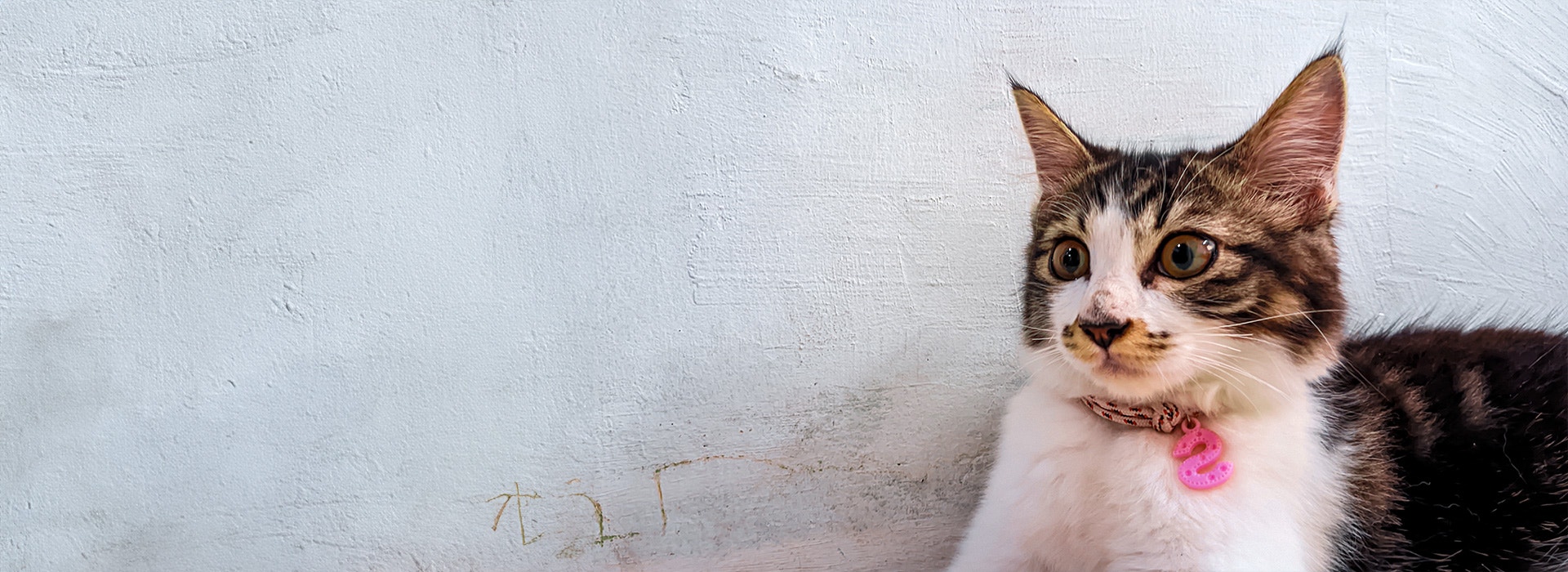 Mon chat ne miaule plus : raisons et solutions pour comprendre ce comportement