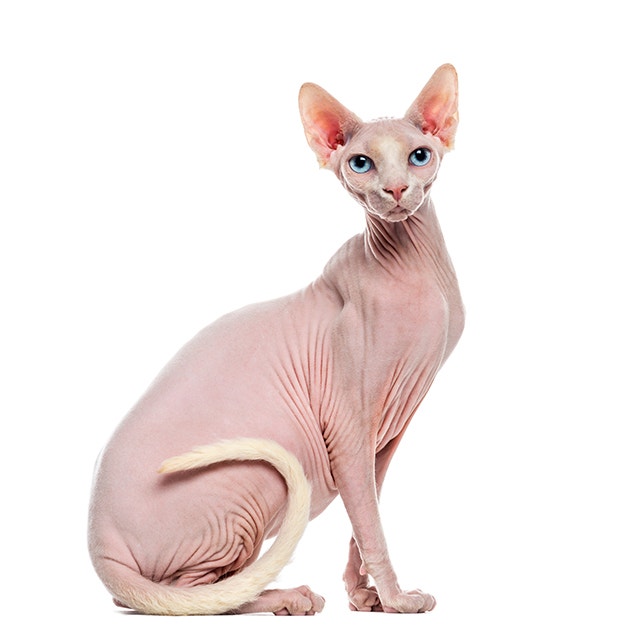 Sphynx