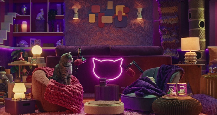 Comment présenter un nouveau chaton à son chat ?