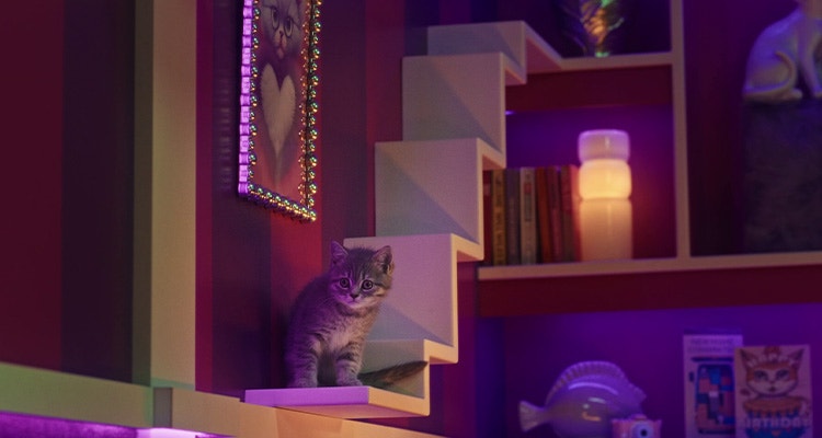 Jouer avec votre Chat - Comment partager de bons moments