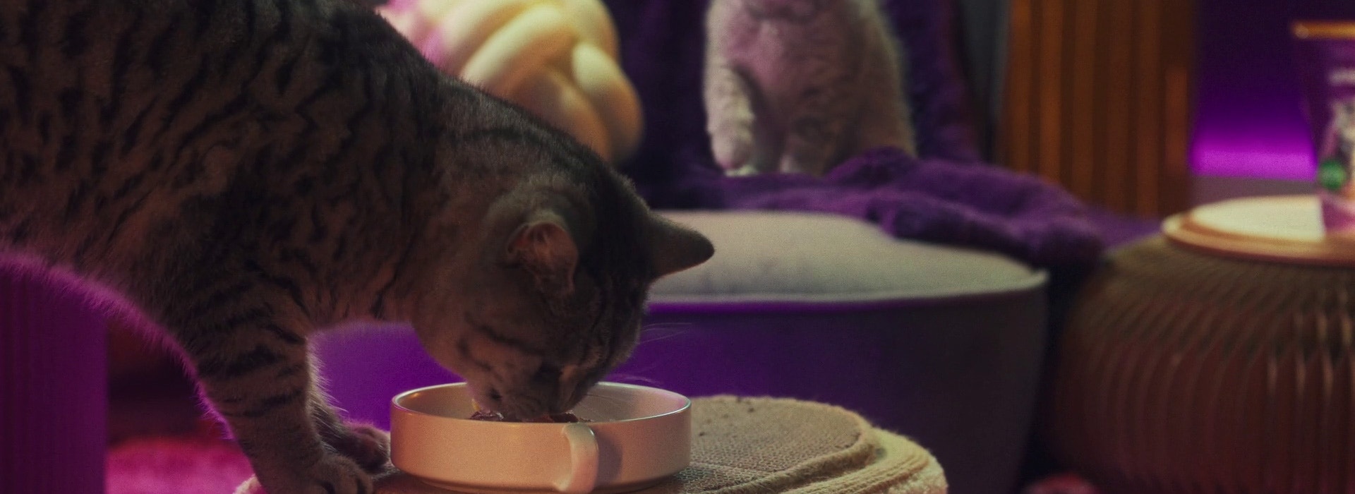 Nourrir un chaton - Une transition en douceur