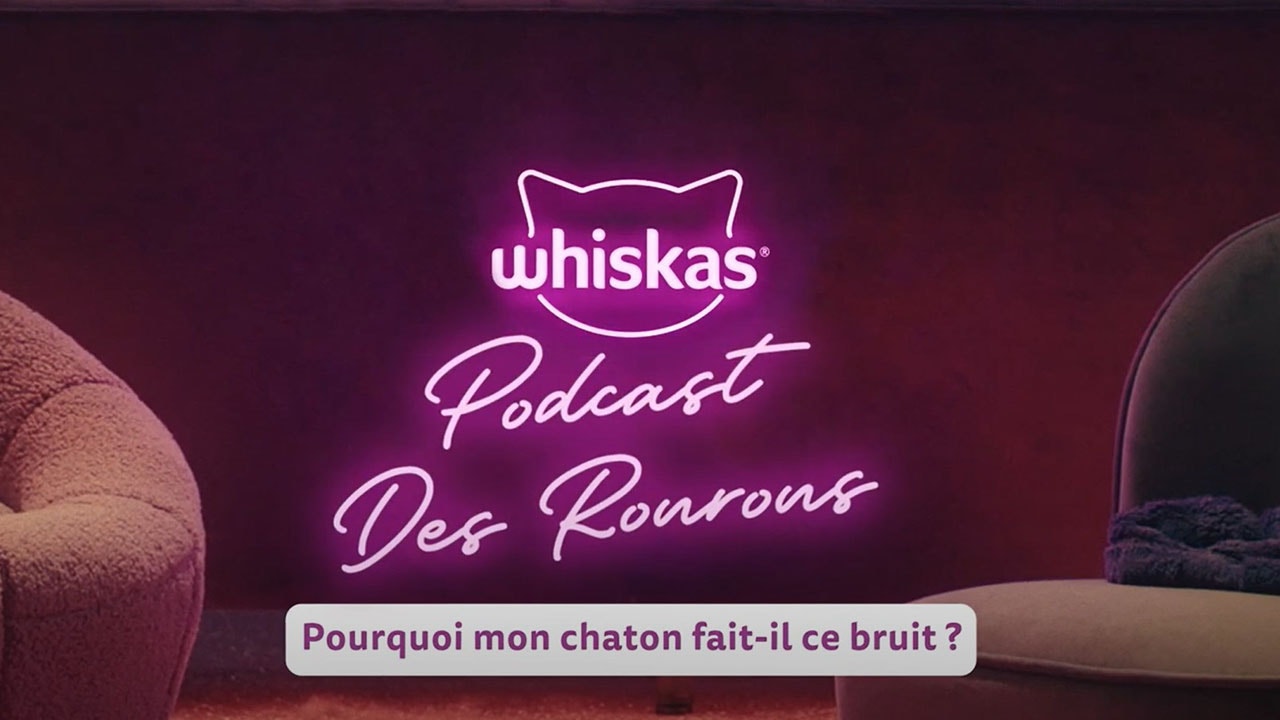 Chat qui miaule : Comprendre les raisons et significations