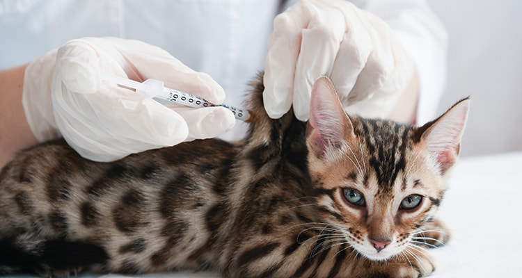 Chaton du Bengale vacciné par un vétérinaire