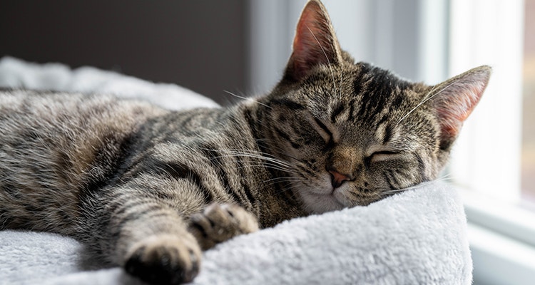 Chat tabby dormant dans un lit gris
