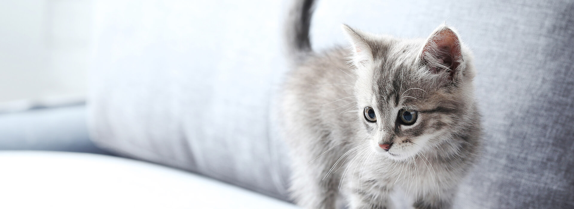 Comportement whiskas