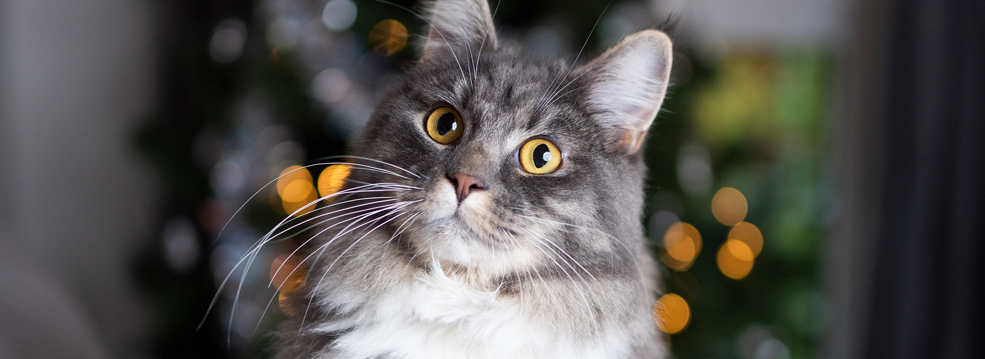aliment-dangereux-pour-les-chats-noel-une-periode-a-risque.jpg