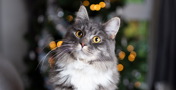 aliment-dangereux-pour-les-chats-noel-une-periode-a-risque.jpg