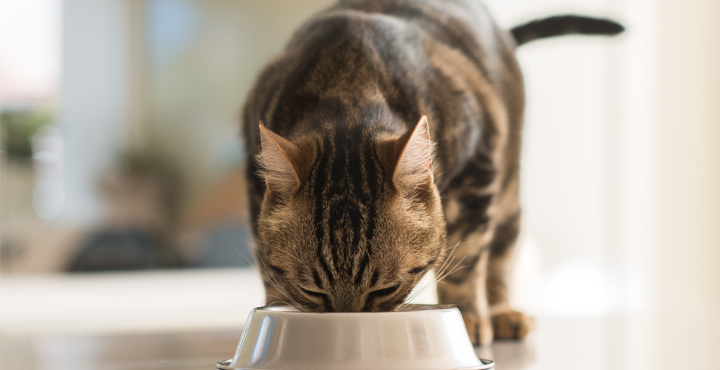 alimentation-chat-age-les-quantites-a-donner.jpg