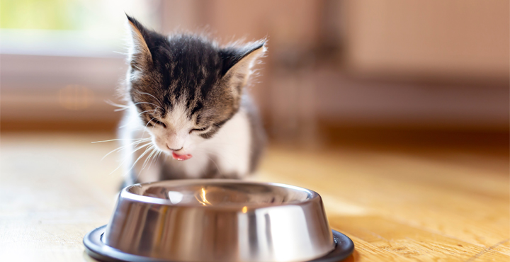 alimentation-du-Chaton-besoins-nutritionnels.jpg