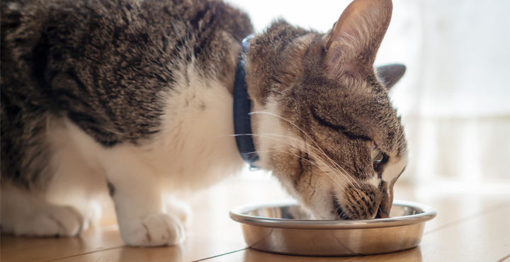 alimentation-du-chat-dinterieur.jpg
