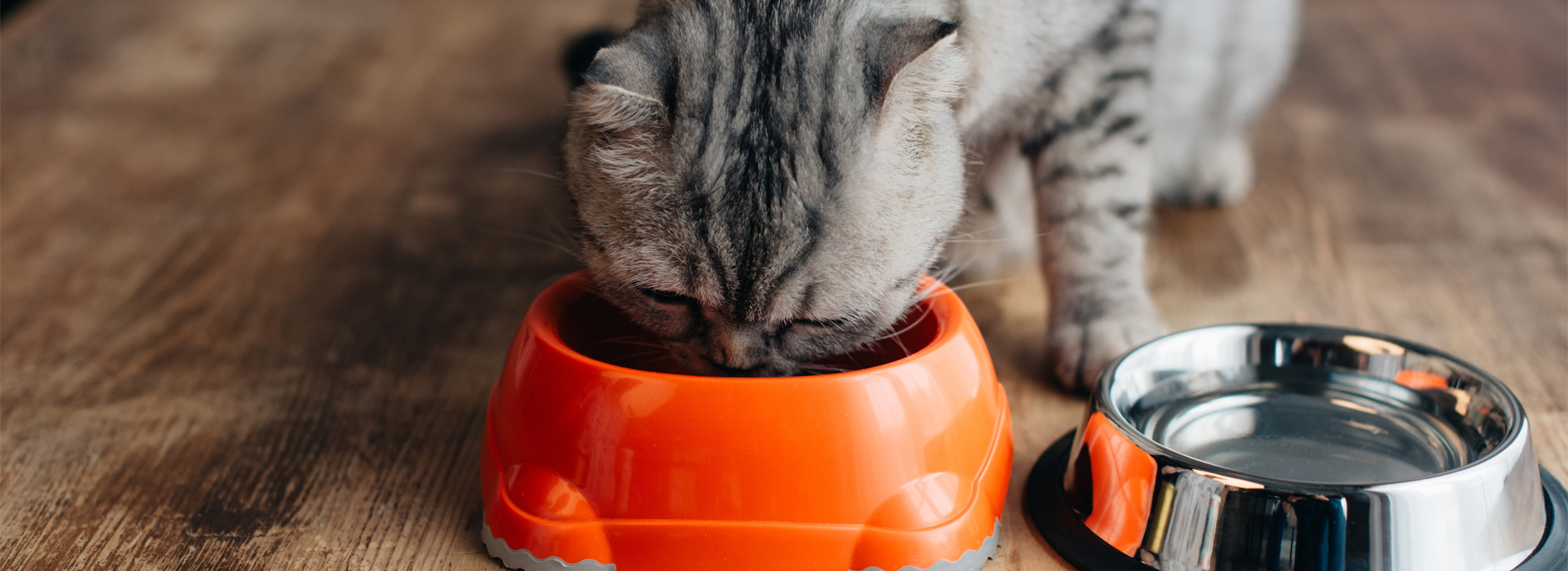 alimentation-equilibree-pour-le-chat-nos-conseils.jpg