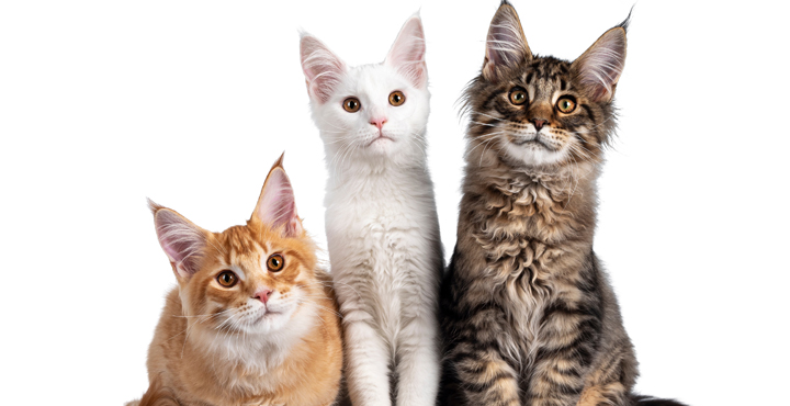 chat-de-race-ou-chat-de-gouttiere-nos-conseils.jpg