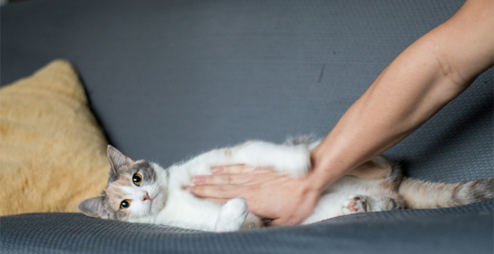 chat-intoxication-protegez-votre-chat.jpg