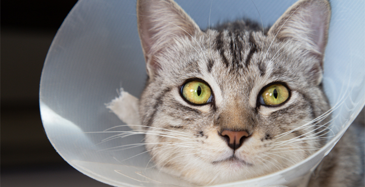 chat-sterilise-prendre-soin-de-votre-chat-apres-la-sterilisation.jpg