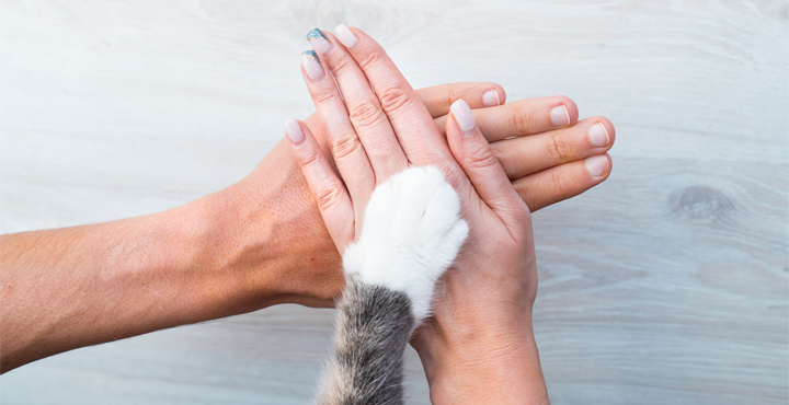 comment-adopter-un-chat-a-quel-age-adopter-un-chat.jpg