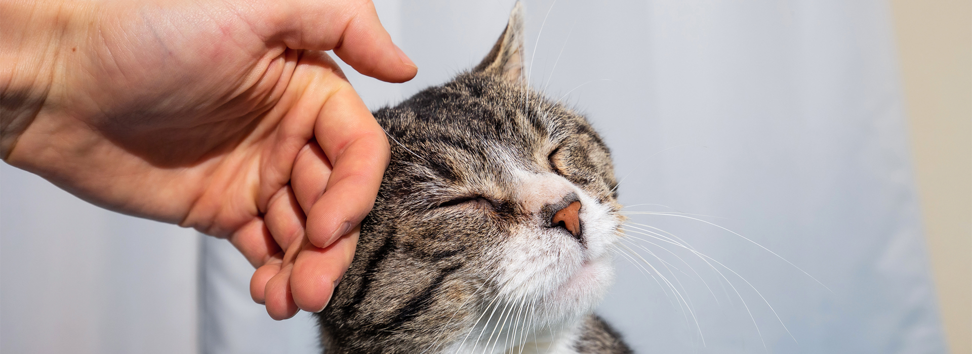 comment-caresser-un-chat.jpg