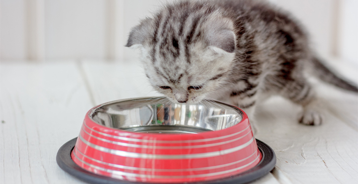 comment-faire-boire-un-Chaton-les-Chaton-et-leau.jpg