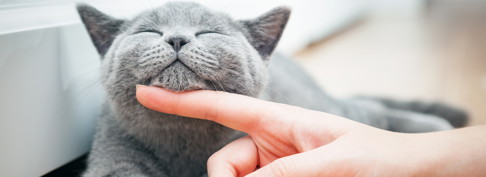 comment-rendre-votre-chat-heureux.jpg