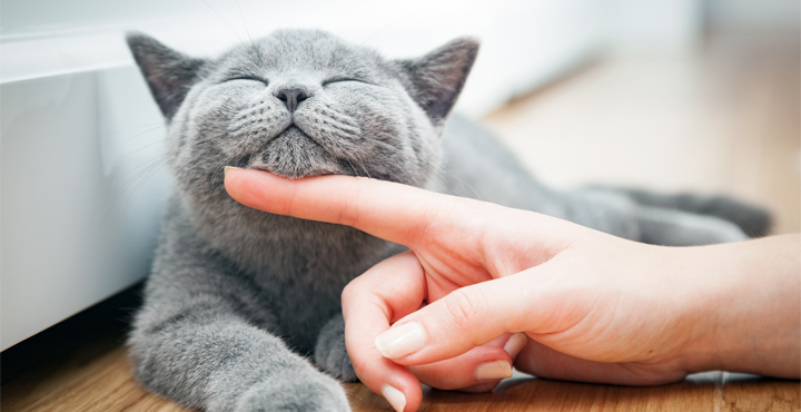 comment-rendre-votre-chat-heureux.jpg