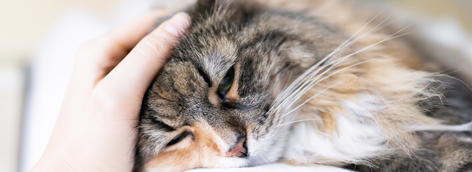 comment-savoir-si-un-chat-souffre-reconnaitre-les-signes.jpg