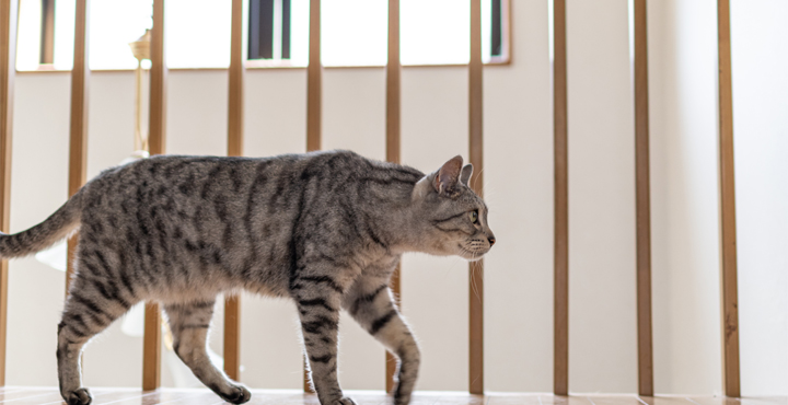 comportement-du-chat-comprendre-le-chat.jpg