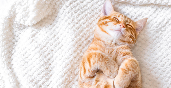 comprendre-le-sommeil-de-votre-chat.jpg
