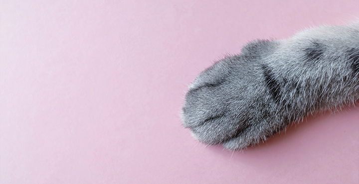 couper-les-griffes-du-Chaton-nos-conseils.jpg