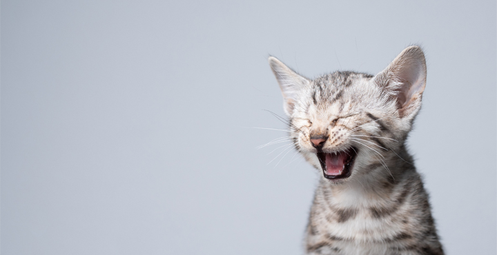 decryptez-le-langage-de-votre-Chaton.jpg