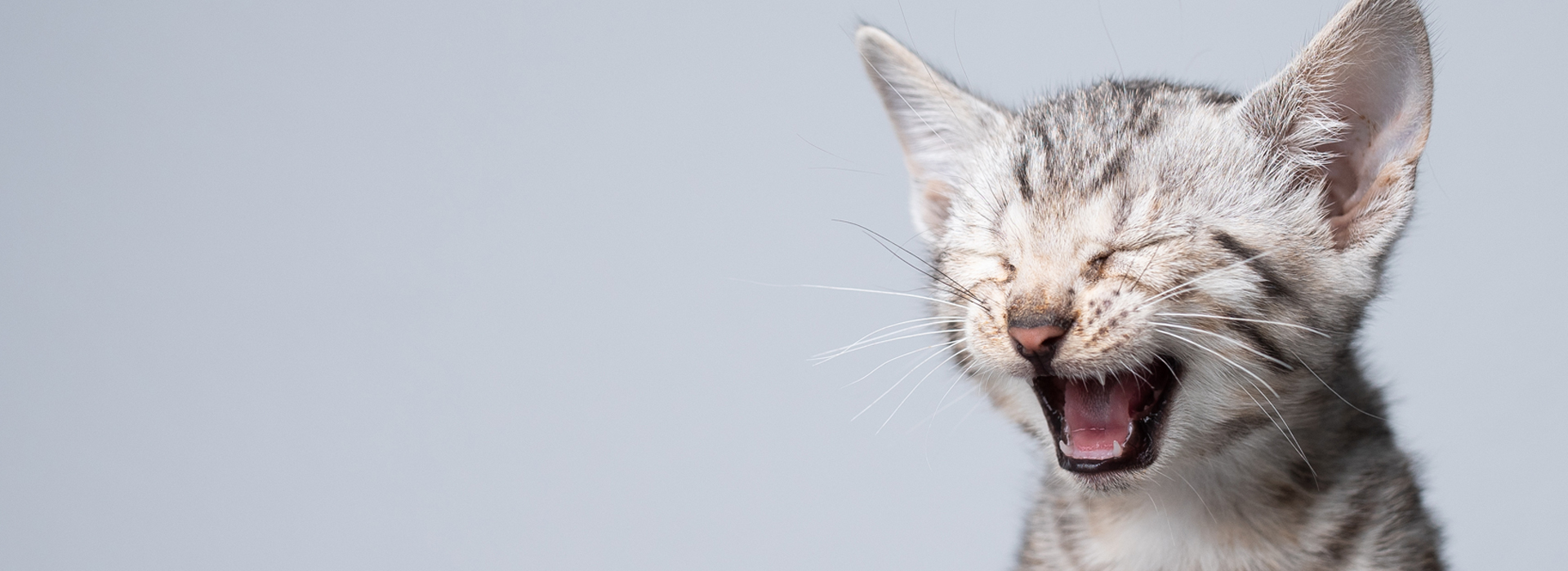 decryptez-le-langage-de-votre-Chaton.jpg