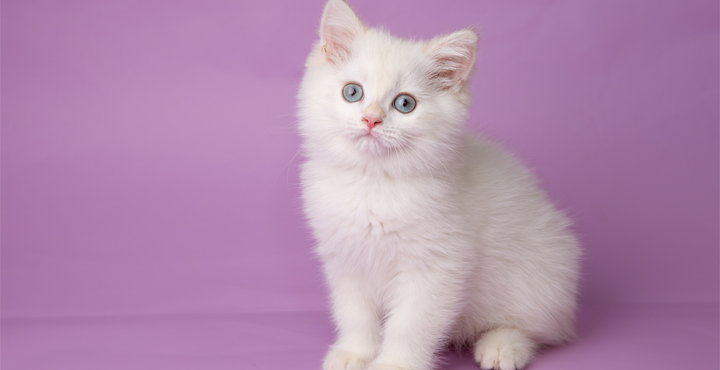 du-reconfort-pour-votre-Chaton.jpg