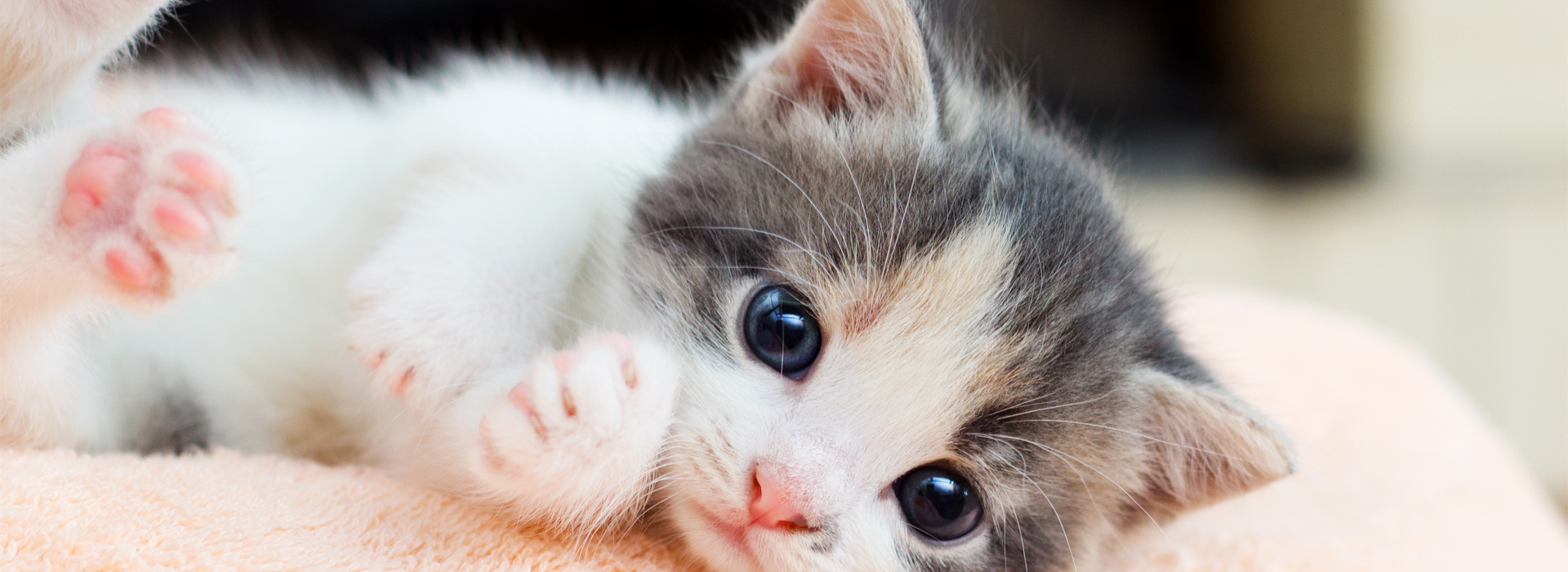elever-un-Chaton-ses-premiers-mois.jpg