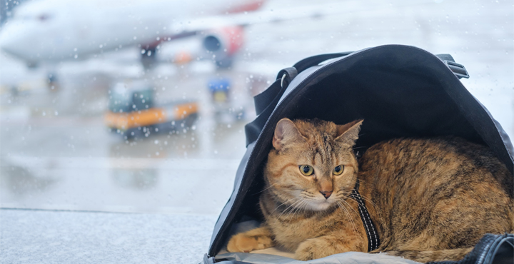 emmener-son-chat-en-vacances-nos-conseils.jpg