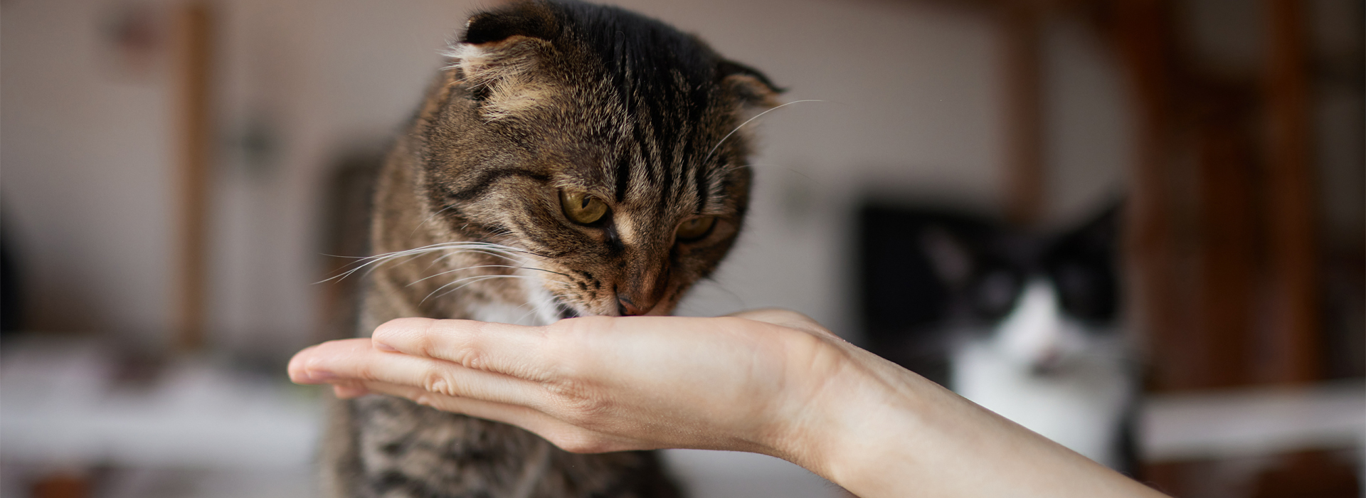 faire-plaisir-a-son-chat-les-friandises-adaptees-a-mon-chat.jpg