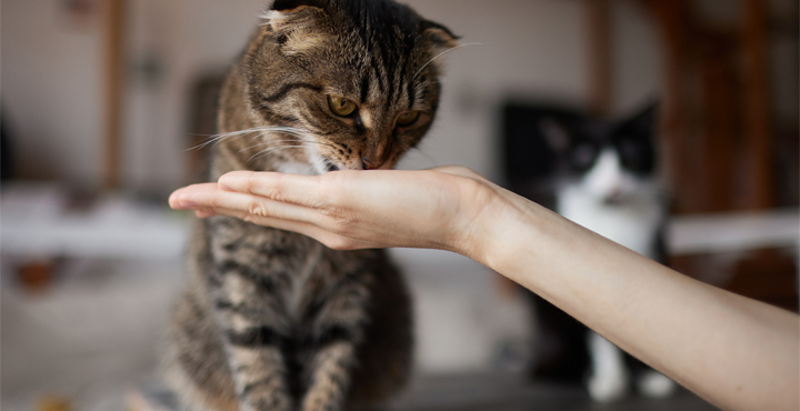 faire-plaisir-a-son-chat-les-friandises-adaptees-a-mon-chat.jpg