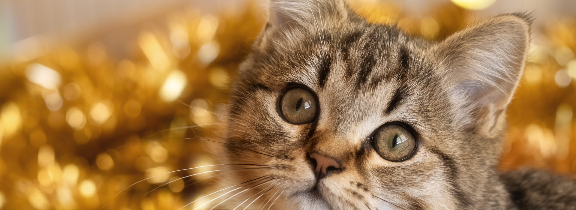 fetez-le-reveillon-avec-votre-chat.jpg