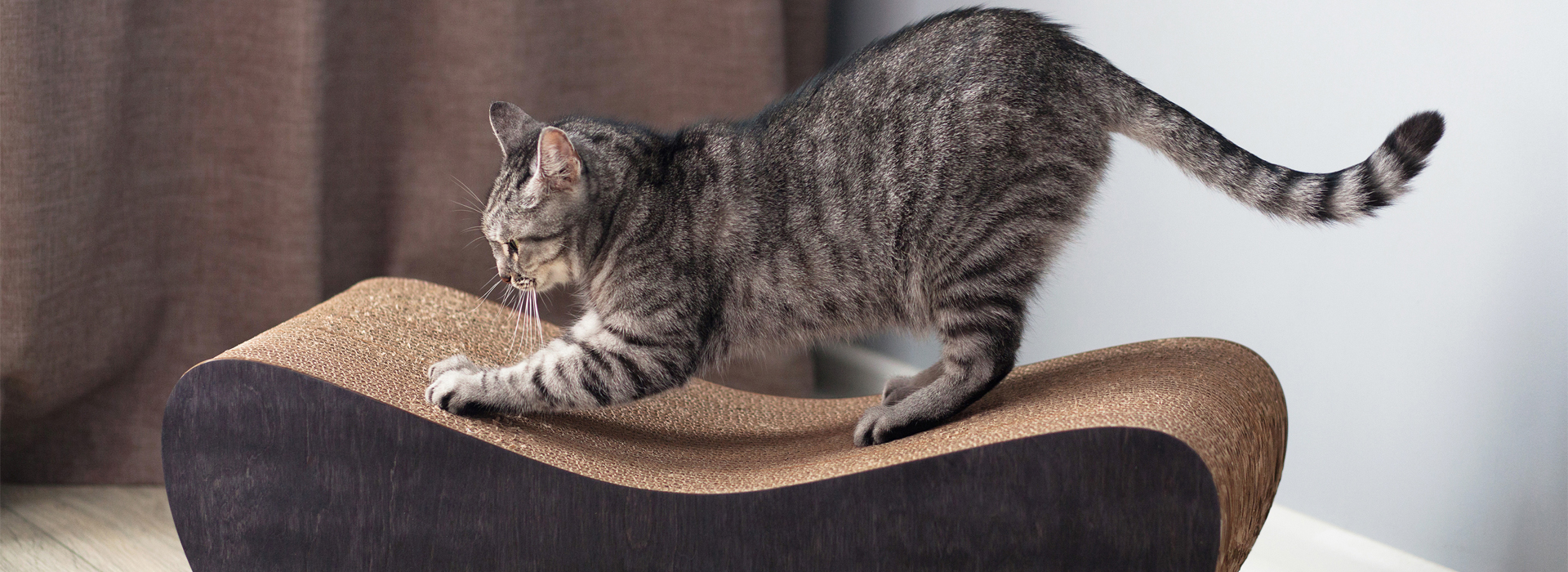 griffoir-pour-chat-quel-griffoir-pour-mon-chat.jpg