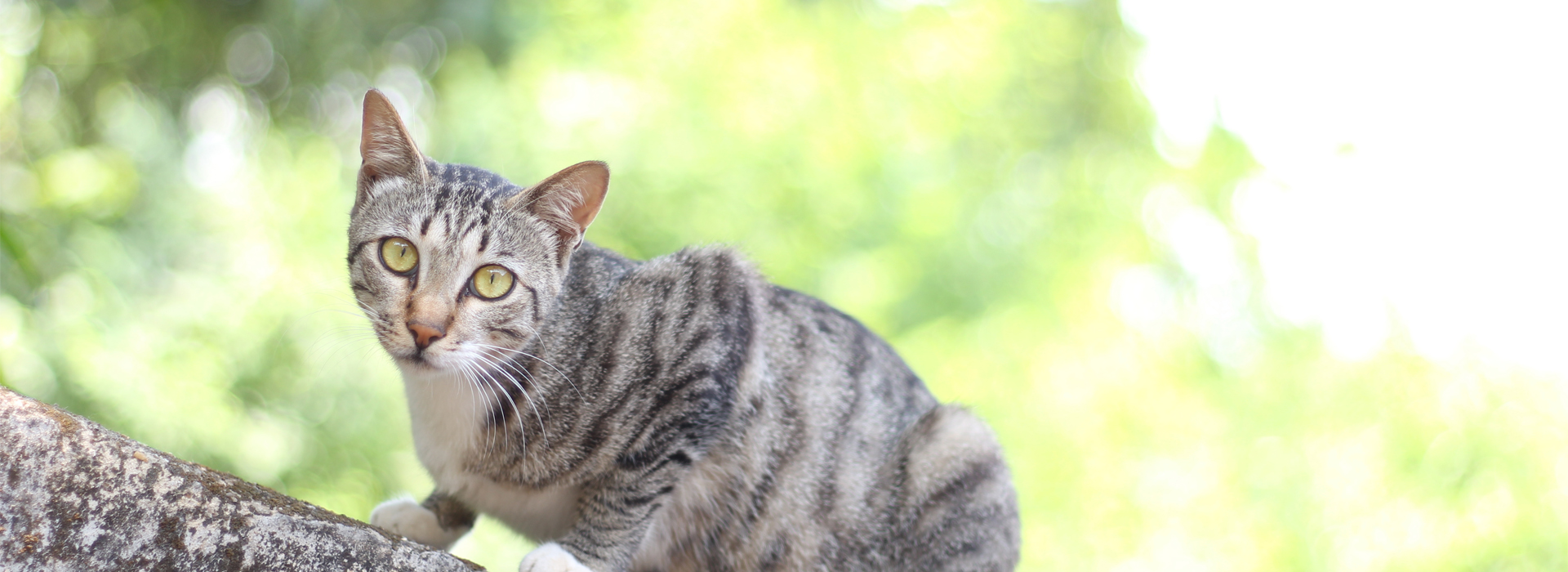instinct-territorial-du-Chaton.jpg