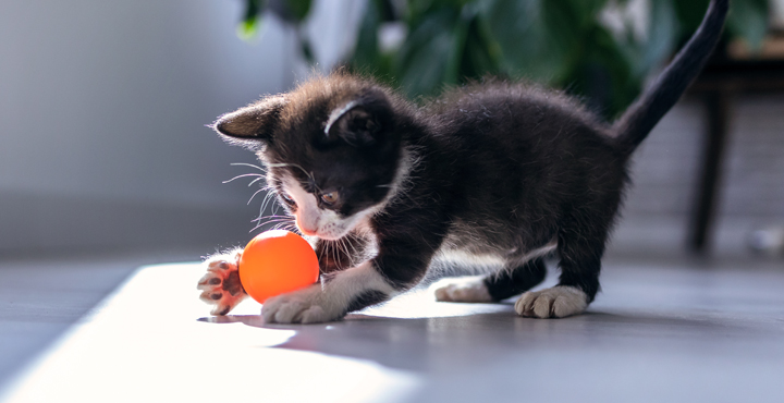 jeu-chat-le-jeu-lexercice-favori-de-votre-chat.jpg