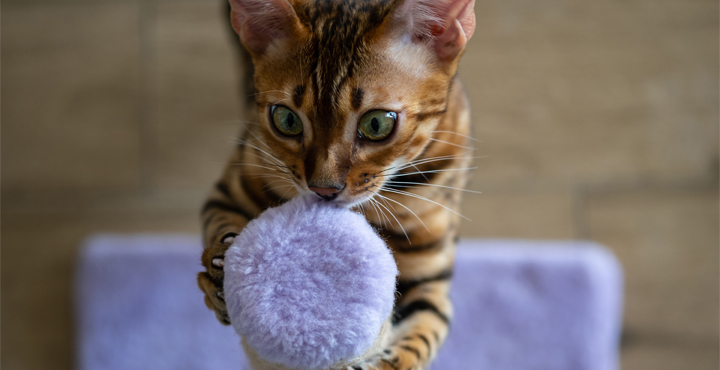jeu-pour-chat-amenager-un-espace-de-jeu-pour-mon-chat.jpg