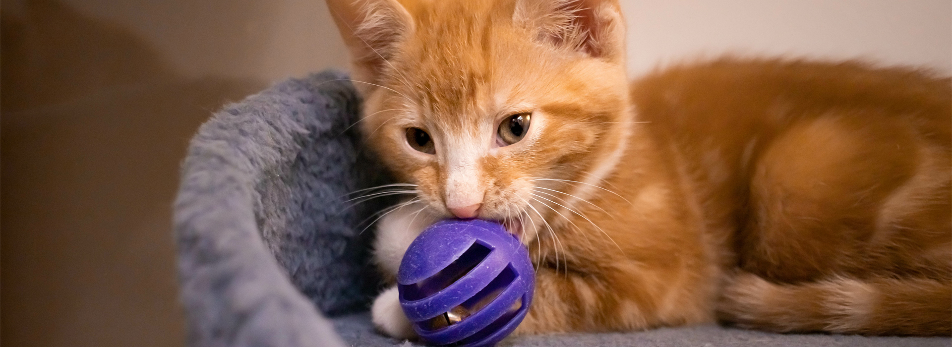 jeux-chat-quand-votre-chat-apprend-en-samusant-whiskas.jpg